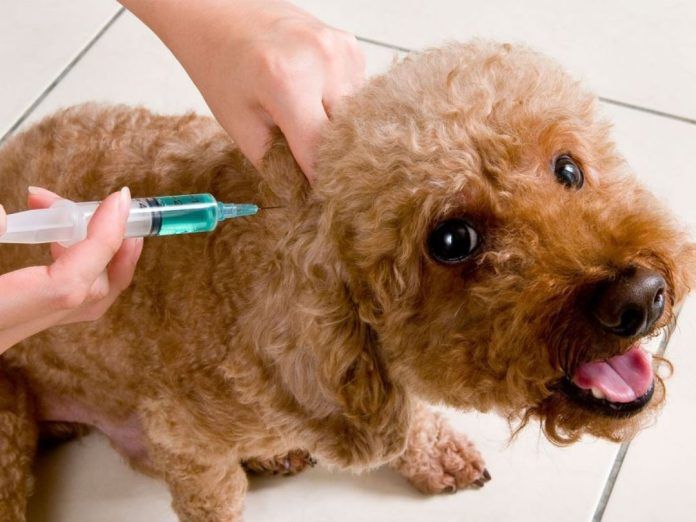 Comenzará la vacunacion antirrabica para perros y gatos