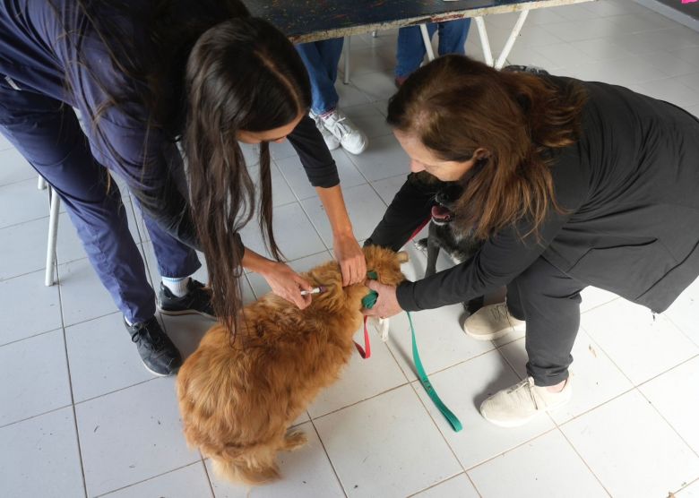 Vacunaron 840 mascotas en la primera semana de campaña