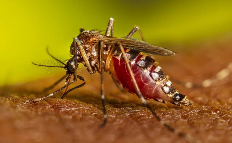 Dengue en Argentina: confirman 315 mil casos y 238 muertes 