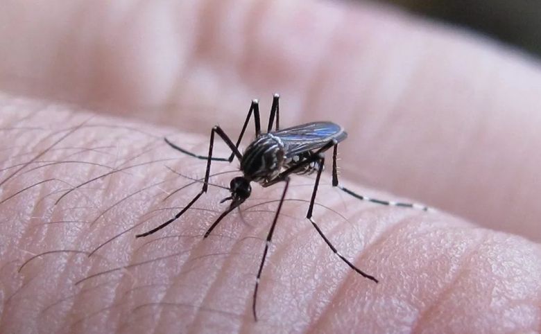 La vacuna contra el dengue disminuye en un 62% las formas graves