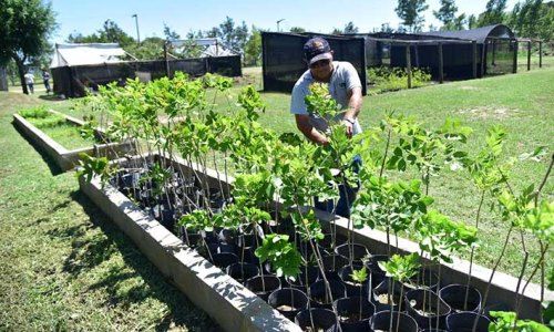 Se pone en marcha el programa de forestación “Un árbol para mi vereda”