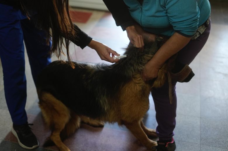 Vacunación Antirrábica: se inocularon más de 180 mascotas en la tercera etapa de la campaña 