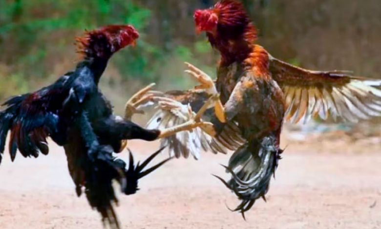 Maltrato animal: los detuvieron por realizar riñas de gallos 