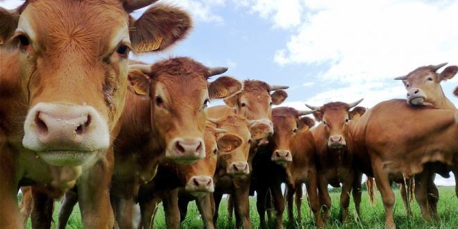 Día de la Ganadería: conmemorando la fundación de la Sociedad Rural Argentina