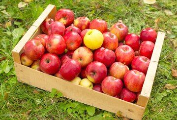 Robó un cajón de manzanas, quedó detenido