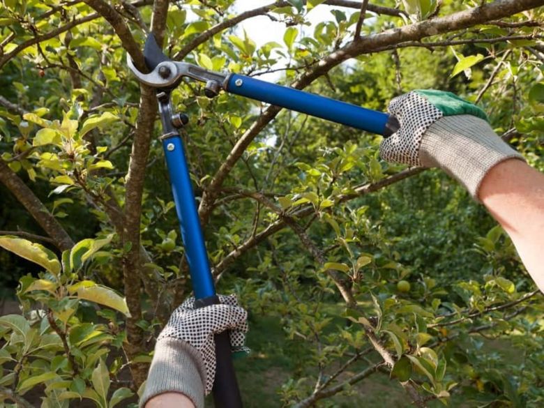 La municipalidad cortará 5 calles por poda de arboles 