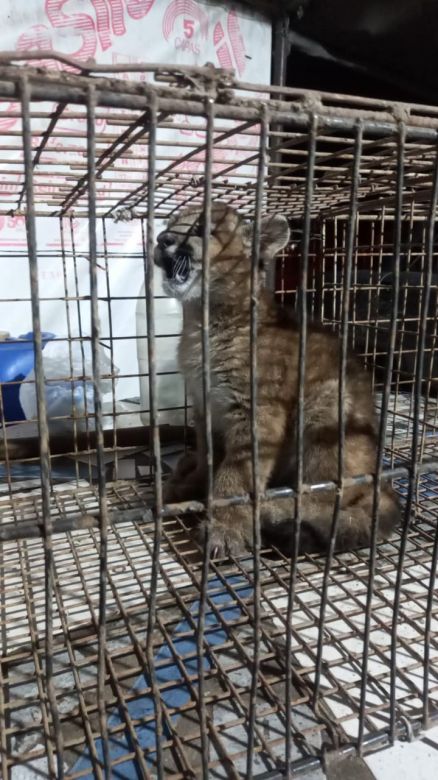 Encontraron un cachorro de puma en Arroyo Algodón 