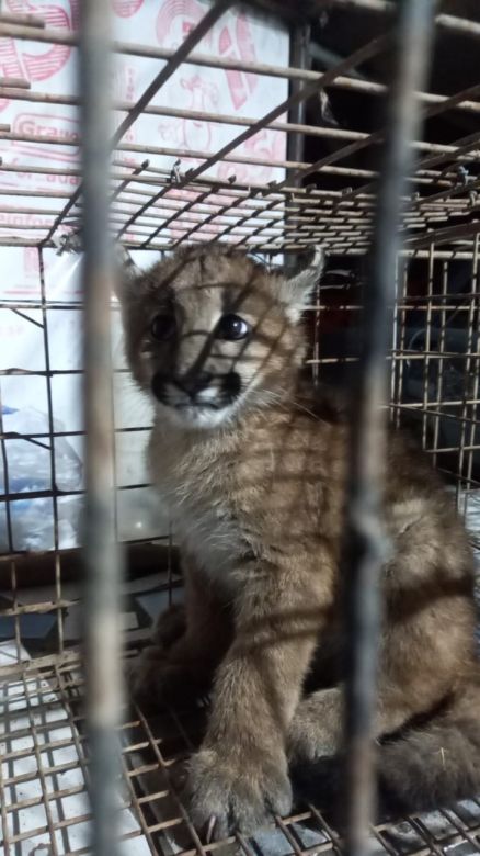 Encontraron un cachorro de puma en Arroyo Algodón 