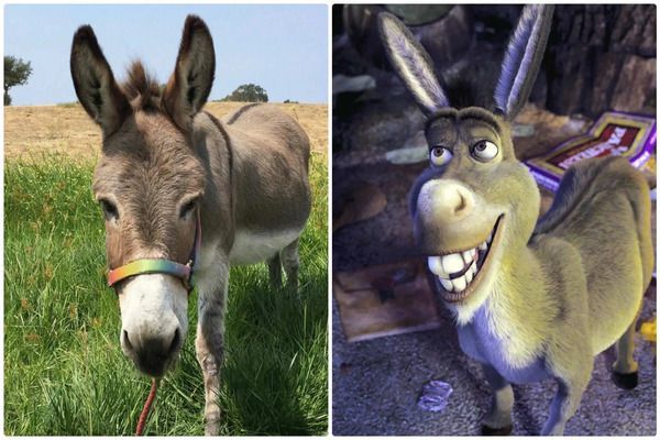 Adiós a Perry: el burro que inspiró al famoso personaje de Shrek