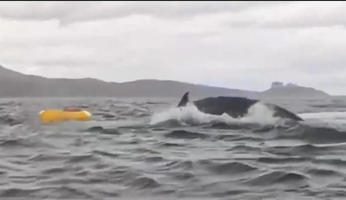 Fue tragado por una ballena en el estrecho de Magallanes