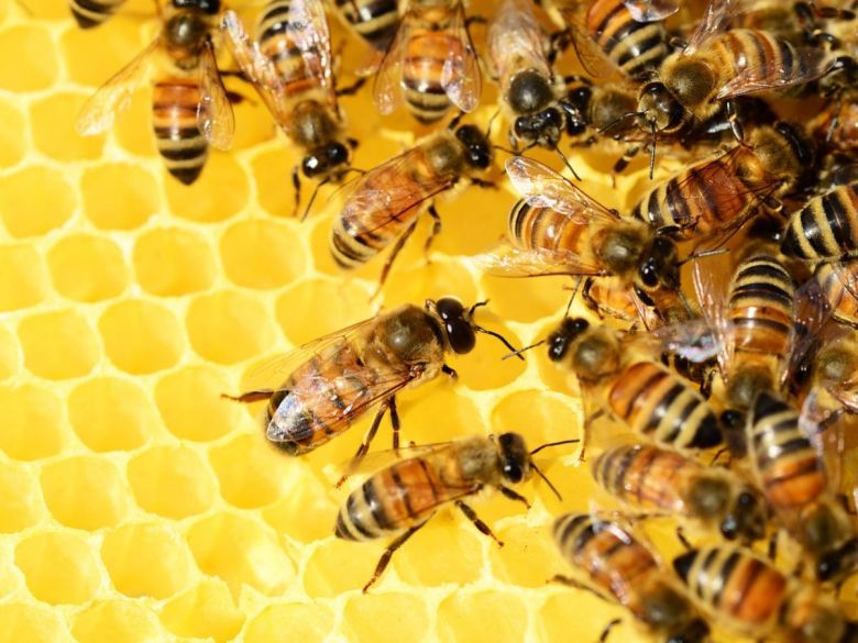 Se celebra el Día Internacional de las Abejas