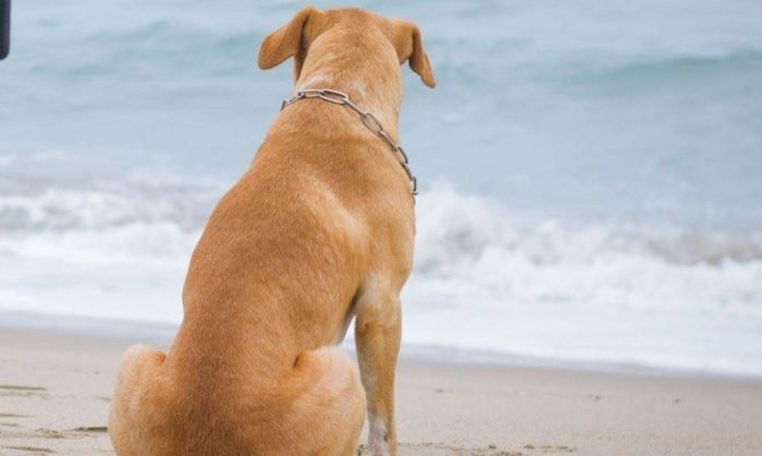 El país que prohíbe pasear a los perros: “Es una amenaza para la salud pública, la paz y la comodidad”
