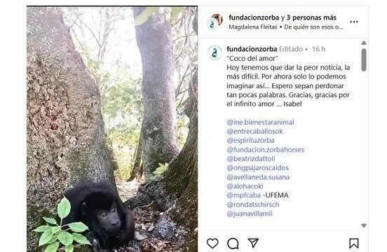 El triste y desgarrador final del mono Coco, el que fue rescatado de un placard en una fiesta electrónica