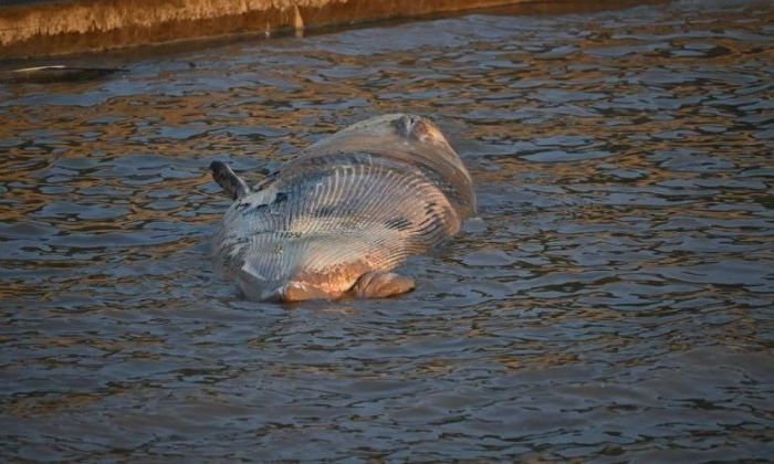 Hallaron una segunda ballena muerta en la Costanera en menos de una semana