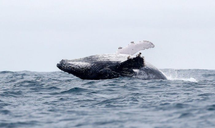 Día Mundial de las Ballenas y los Delfines: 10 curiosidades y comportamientos