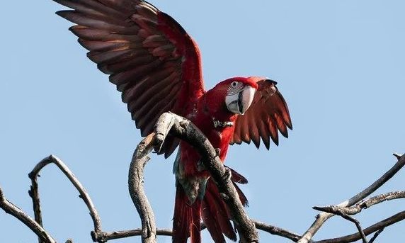 Indignación en Corrientes: mataron con una gomera al guacamayo rojo "Charrúa"