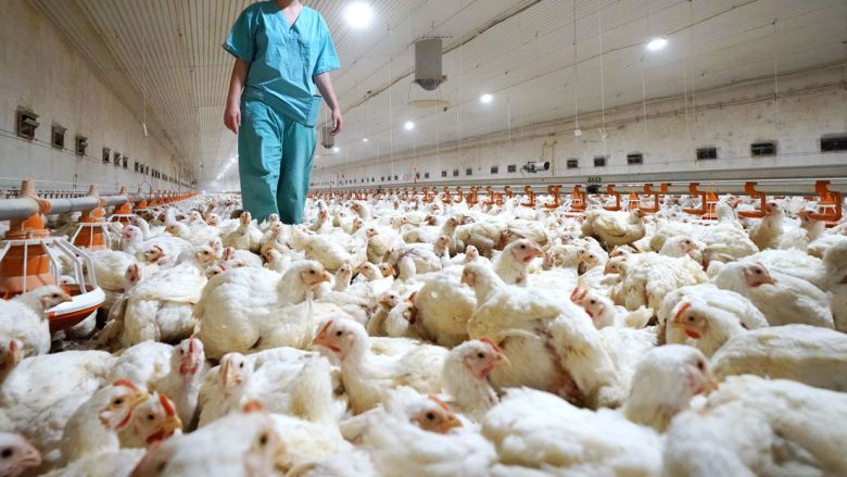 Gripe aviar: detectaron tres nuevos casos en Córdoba 