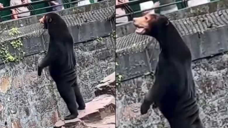 Aseguran que un zoológico reemplazó un oso por una persona disfrazada