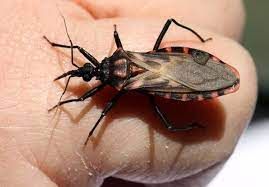 Desarrollan la primera vacuna nasal contra el Chagas