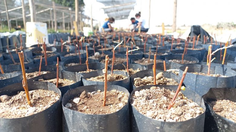 Vivero agroforestal de Córdoba busca repoblar de árboles la provincia