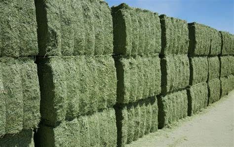 La alfalfa, una alternativa productiva que corre riesgo con las retenciones