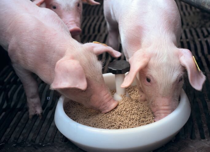 La Cámara Argentina de Nutrición Animal rechaza el incremento de las retenciones