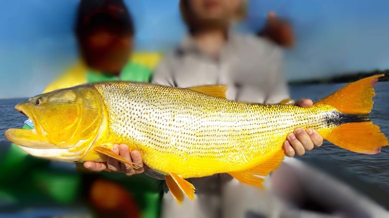 Recuerdan que está prohibida la pesca de dorados en la provincia