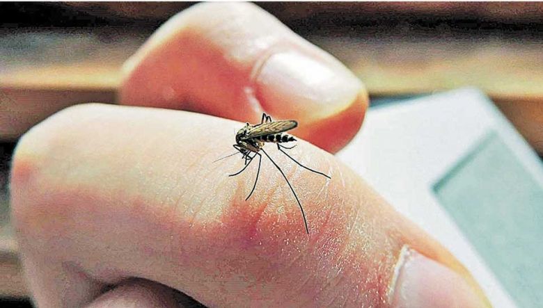 Mitos y verdades: que plantas pueden ahuyentar a los mosquitos