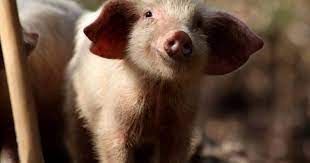 Encuentran en cerdos una alta prevalencia de anticuerpos de hepatitis E