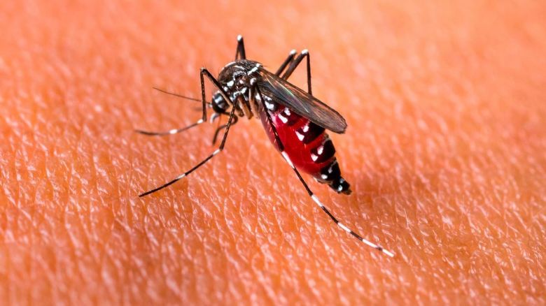Confirman un caso de dengue en Arroyo Cabral