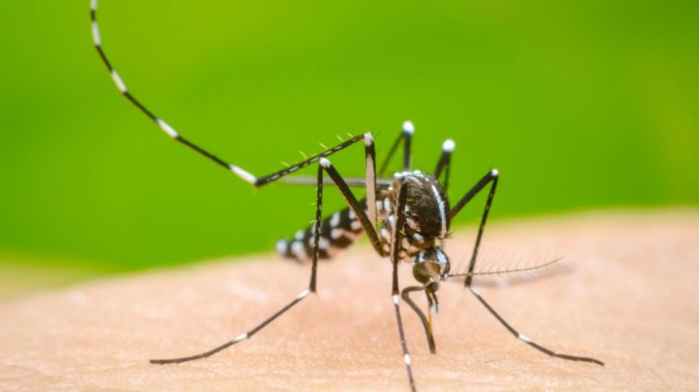 Lucha contra el dengue: Villa María comprará vacunas que serán destinada a menores