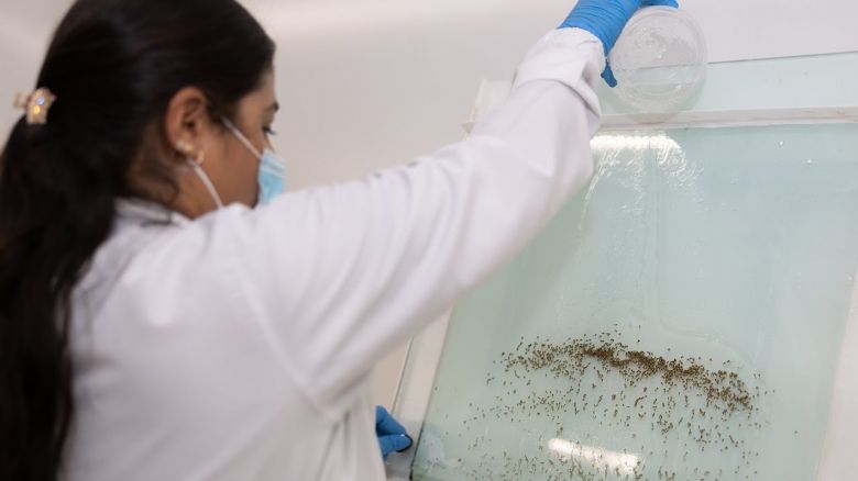 En Colombia producen mosquitos con los que combaten al virus del dengue
